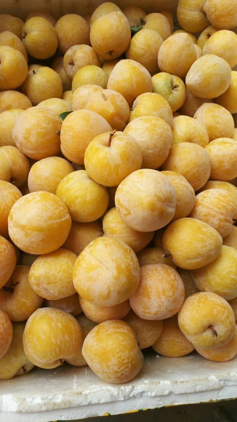 黄金奈李苗