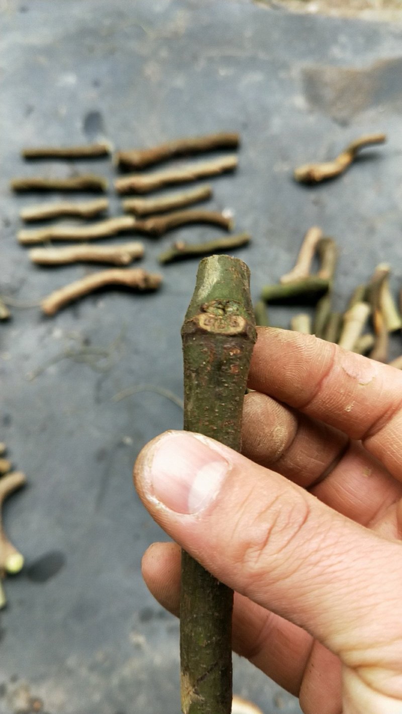 粉葛种苗