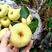 安徽酥梨品种正宗日供万吨一手货源走批发市场商超