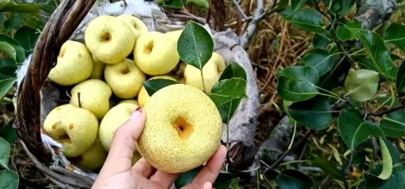 安徽酥梨品种正宗日供万吨一手货源走批发市场商超