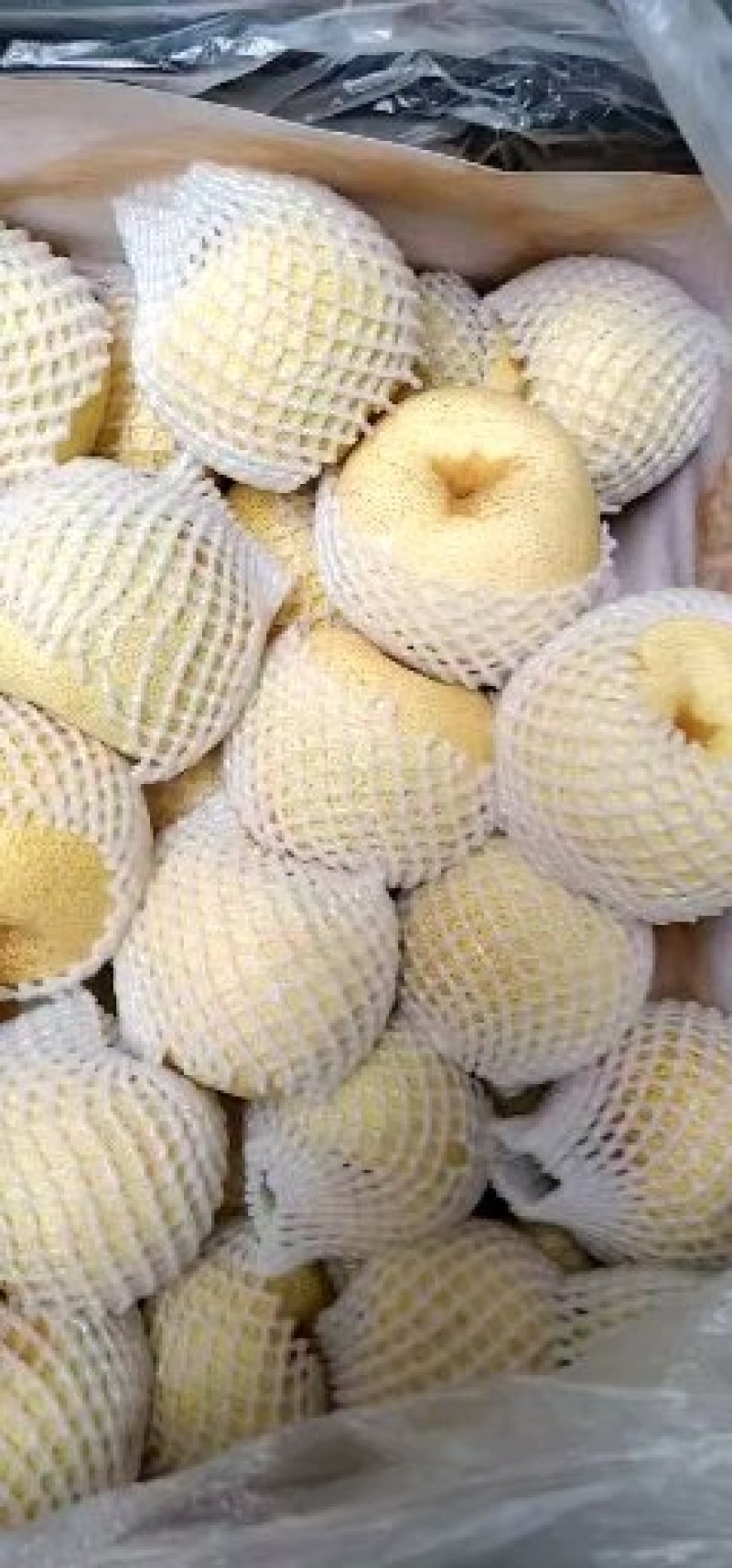 安徽酥梨品种正宗日供万吨一手货源走批发市场商超