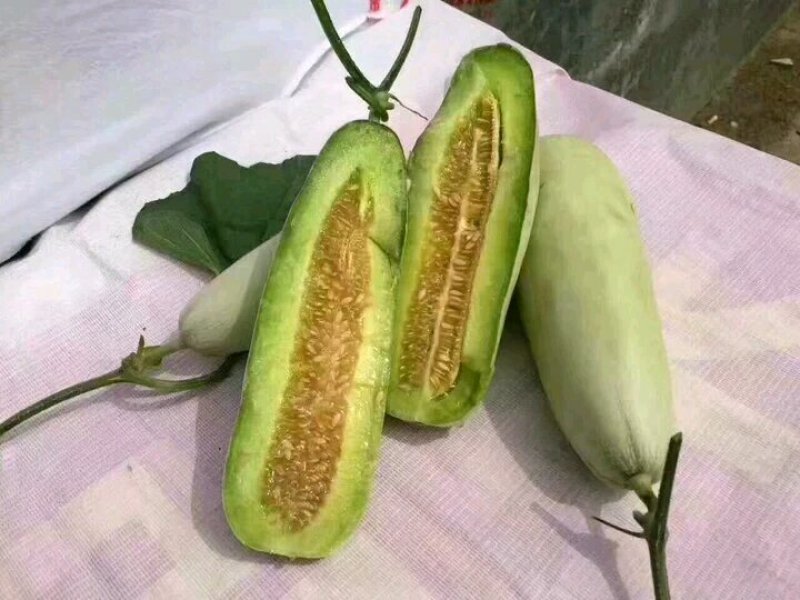 博洋61甜瓜大量供应货源充足
