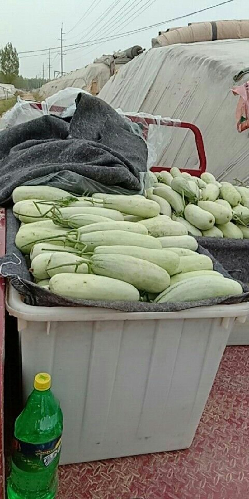 博洋61甜瓜大量供应货源充足