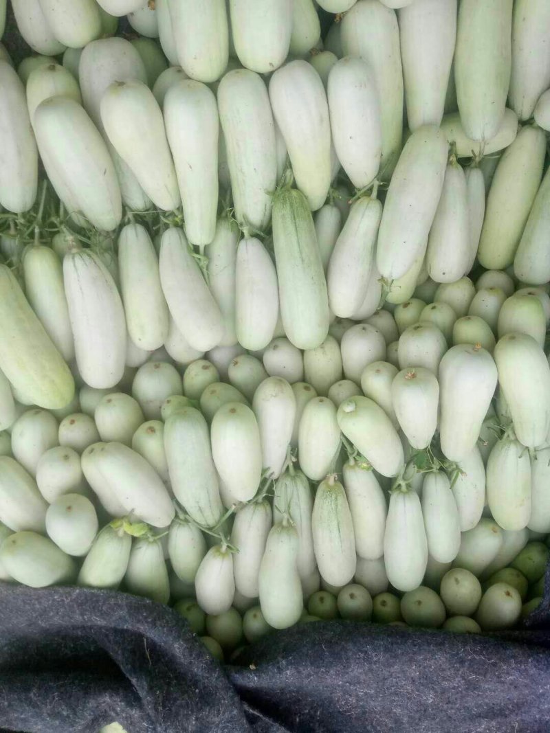 博洋61甜瓜大量供应货源充足