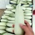 博洋61甜瓜大量供应货源充足
