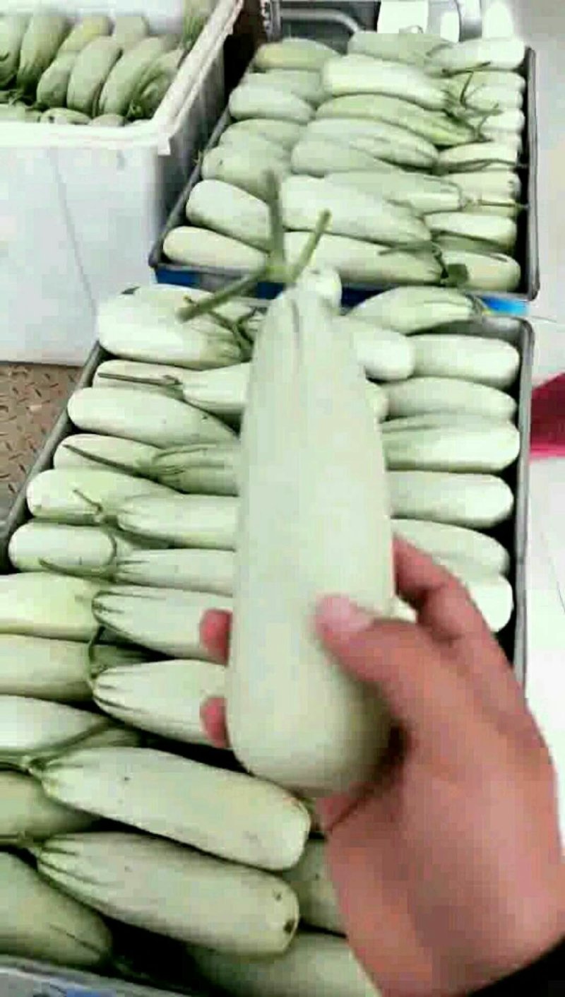博洋61甜瓜大量供应货源充足
