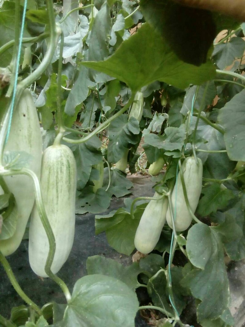 博洋61甜瓜大量供应货源充足