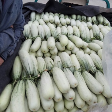 博洋61甜瓜大量供应货源充足