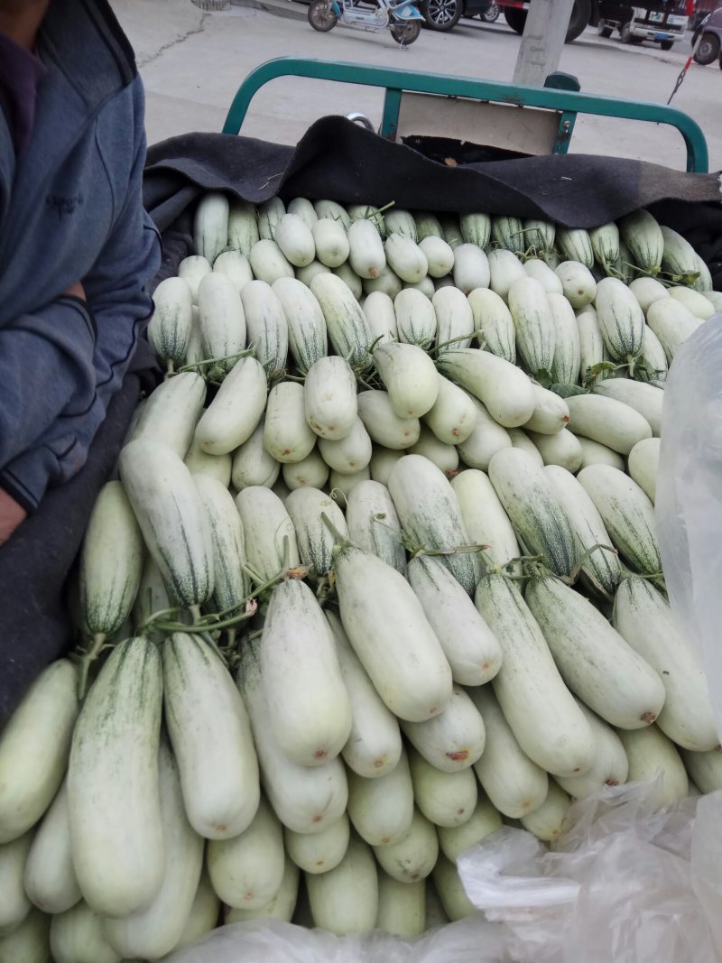 博洋61甜瓜大量供应货源充足