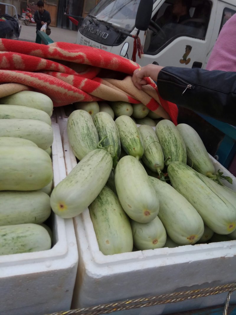 博洋61甜瓜大量供应货源充足