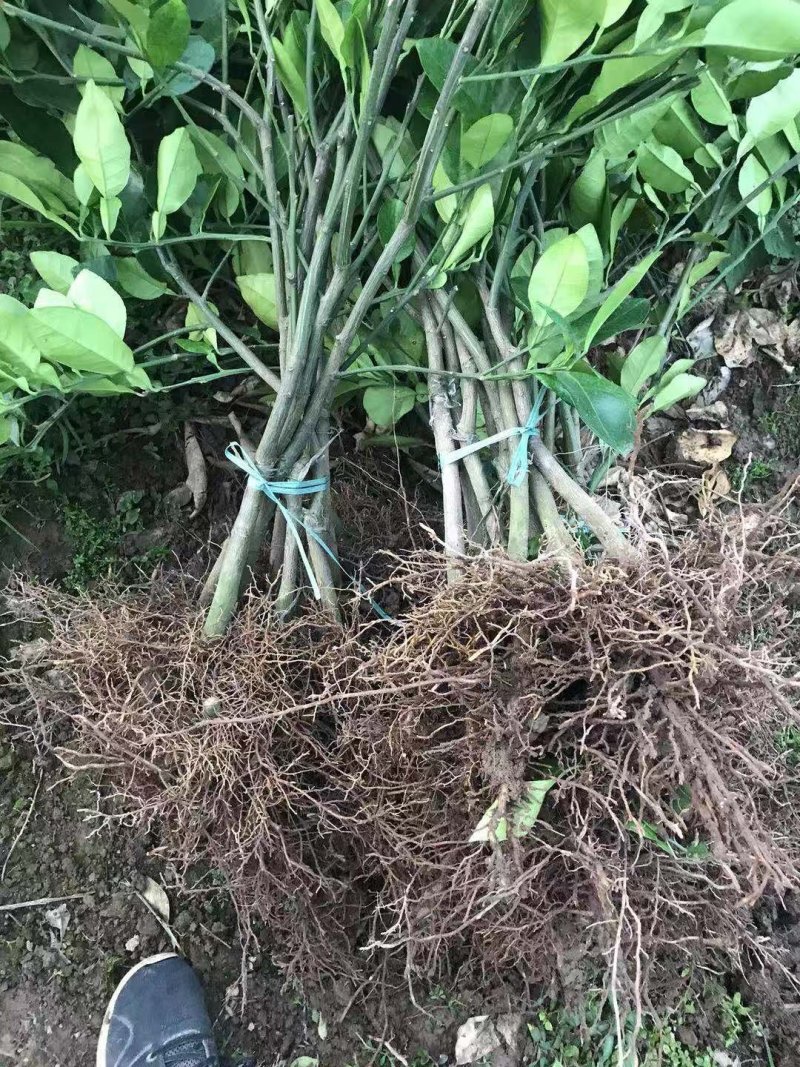 桂柚一号苗沙田柚苗【免人工授花粉】