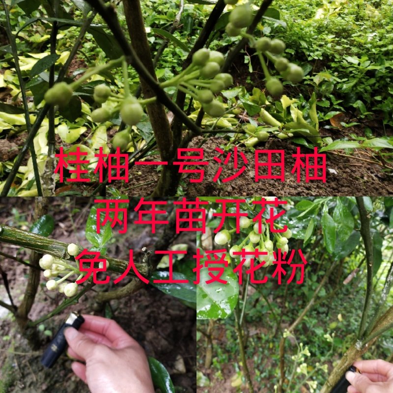 桂柚一号苗沙田柚苗【免人工授花粉】