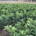 桂柚一号苗沙田柚苗【免人工授花粉】