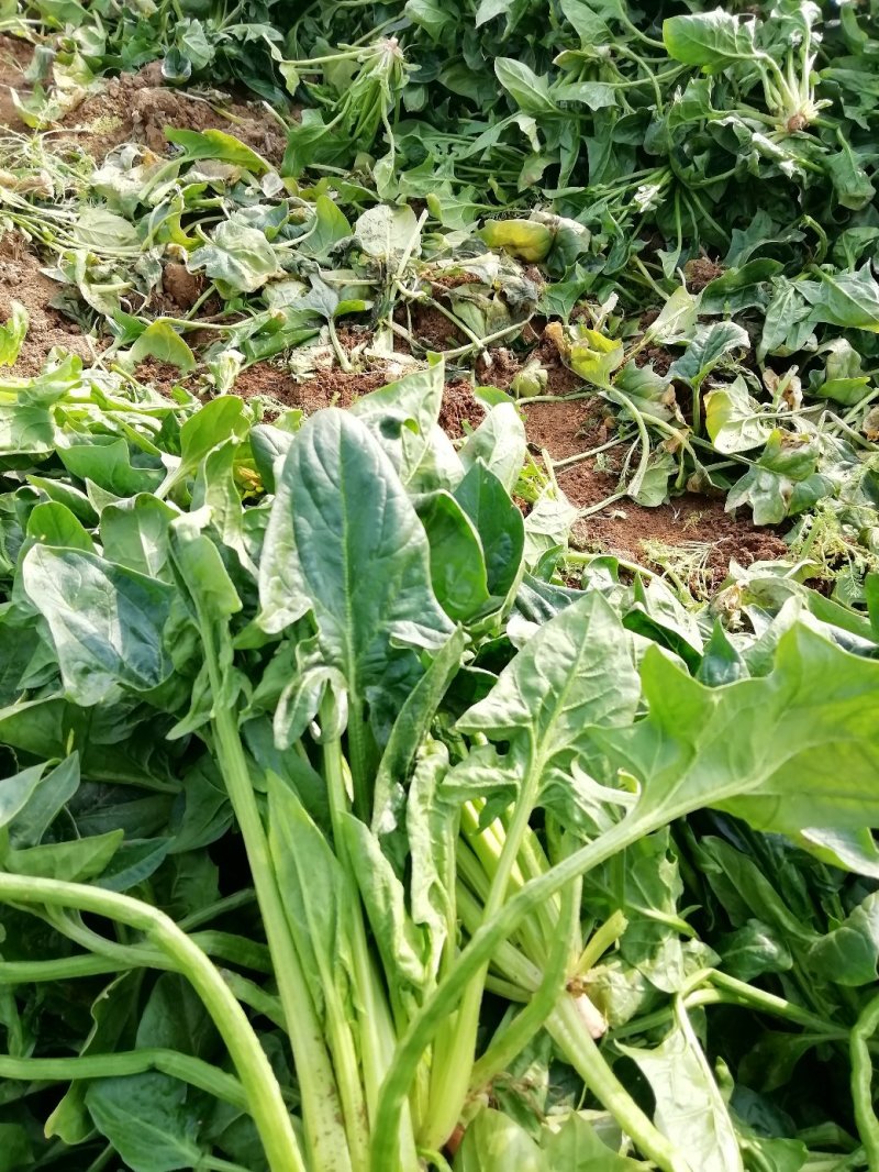 大田菠菜大量上市。