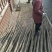 泡桐