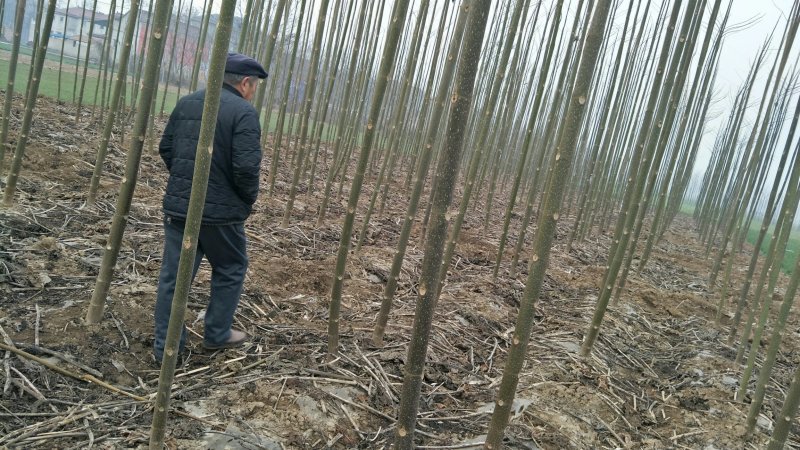 泡桐
