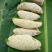 蜂蜜，树挂蜜