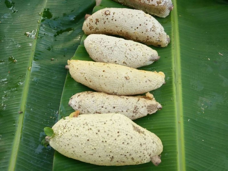 蜂蜜，树挂蜜
