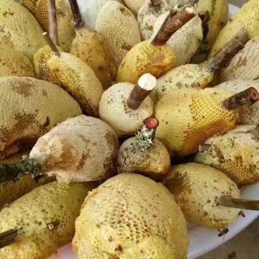 蜂蜜，树挂蜜