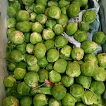 孢子小甘兰，百种特菜批发