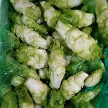 儿菜，百种野菜大量批发