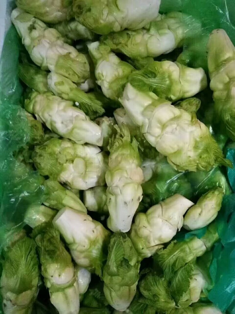 儿菜，百种野菜大量批发