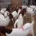 波尔山羊羔怀孕母羊种公羊自繁自养免费送货上门