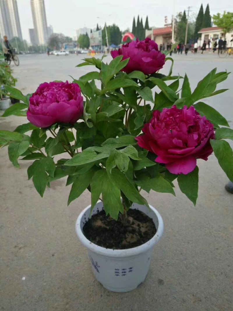 小型盆栽牡丹老桩花盆景苗基地一手货源