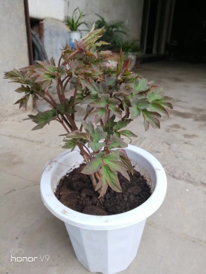 小型盆栽牡丹老桩花盆景苗基地一手货源