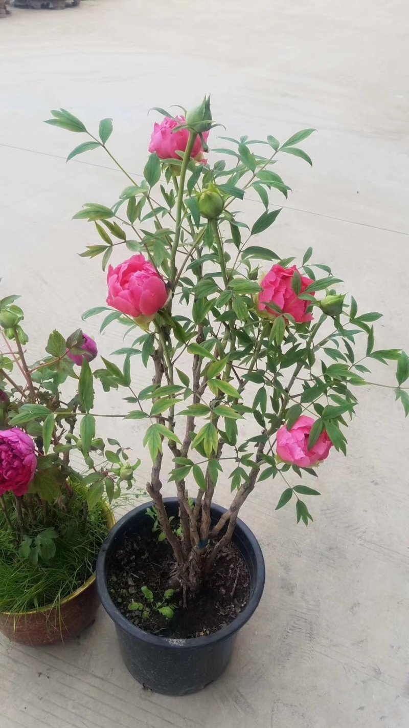 小型盆栽牡丹老桩花盆景苗基地一手货源