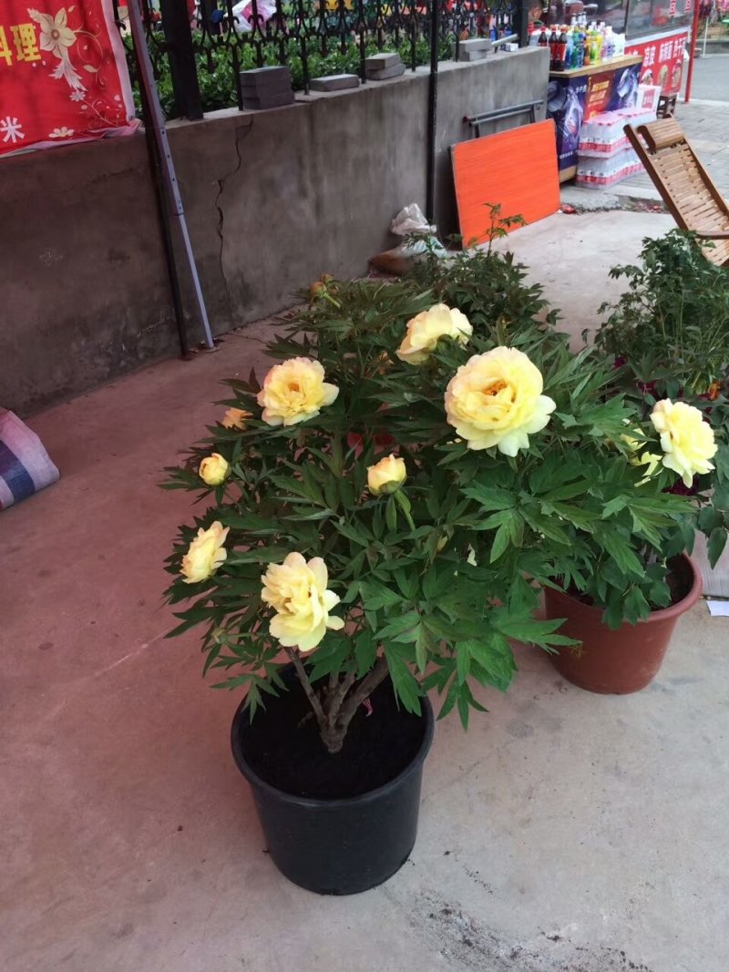 小型盆栽牡丹老桩花盆景苗基地一手货源