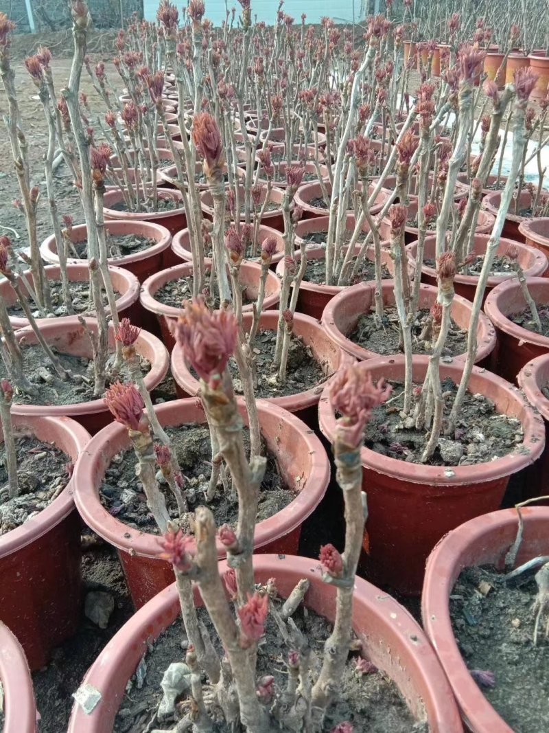 小型盆栽牡丹老桩花盆景苗基地一手货源
