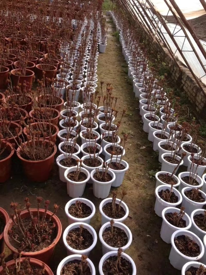 小型盆栽牡丹老桩花盆景苗基地一手货源