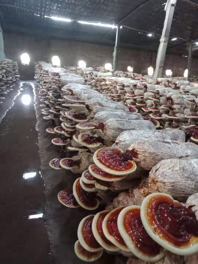灵芝，灵芝全系列产品