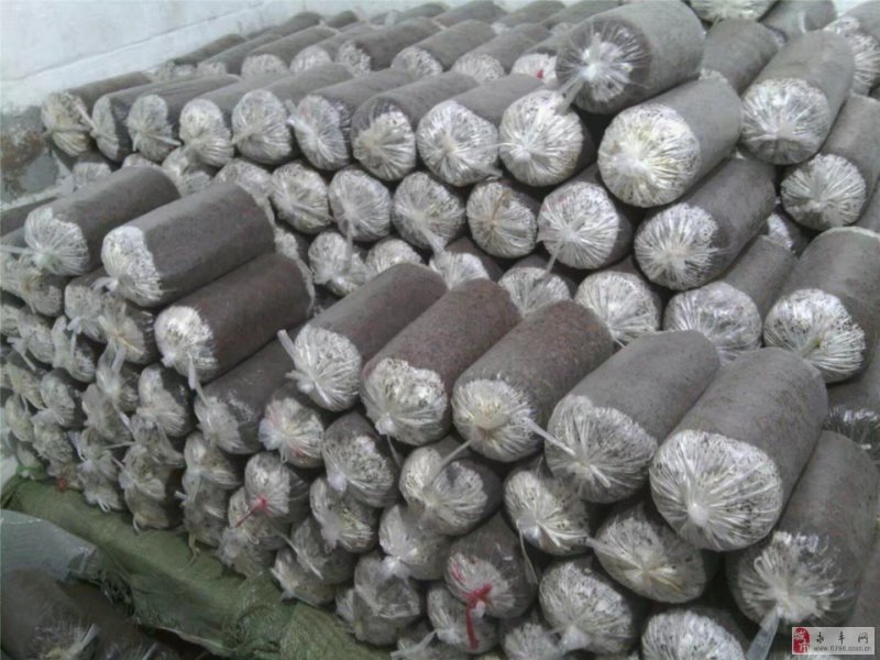 灵芝，灵芝全系列产品