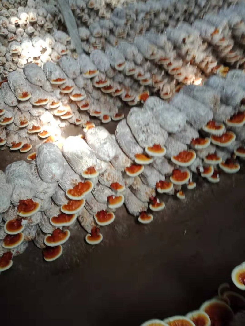 灵芝，灵芝全系列产品
