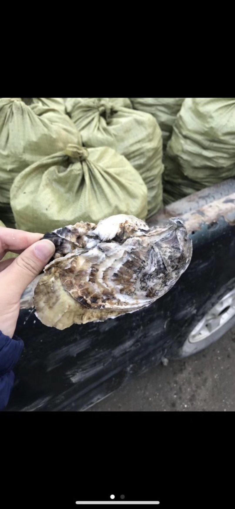 大个生蚝便宜啦