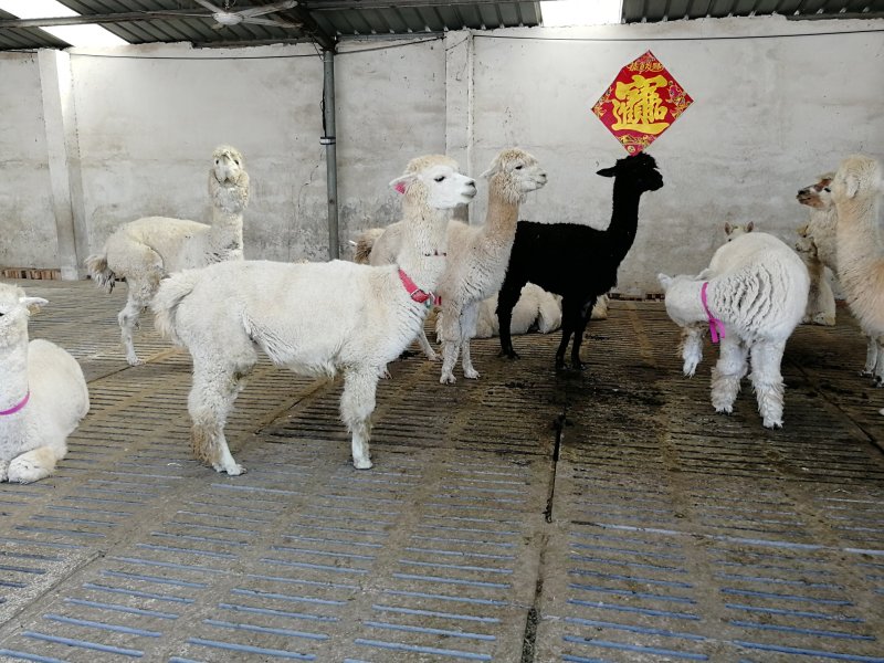 批发零售进口羊驼国产羊驼澳洲羊驼品种齐全养殖场一手货源