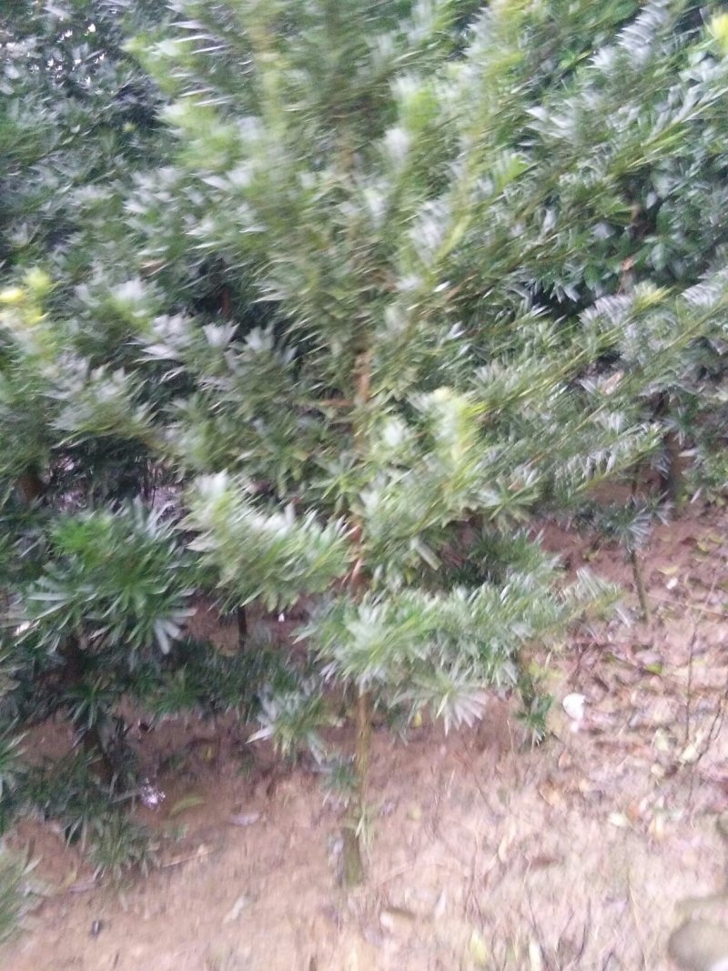 绿化苗木