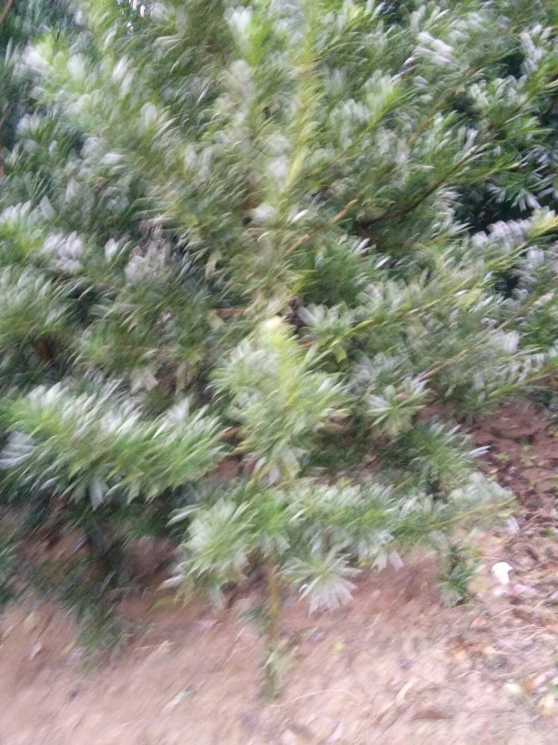 绿化苗木