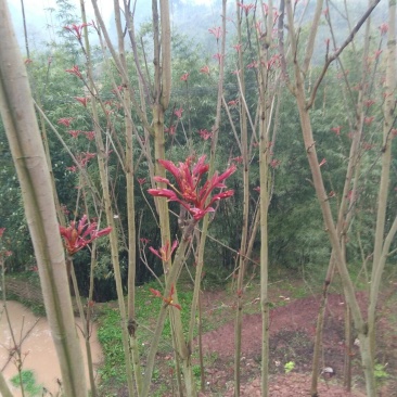 香椿芽批发，一手货源，自己种植，自己打包，规格按要求