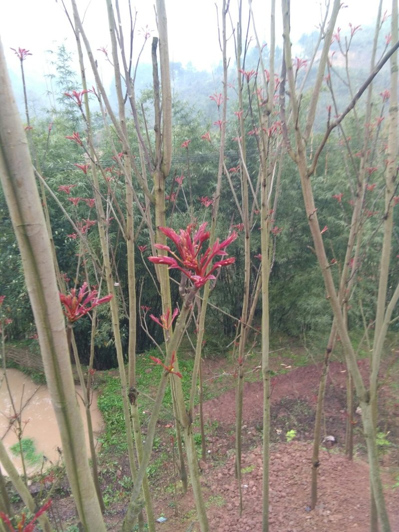 香椿芽批发，一手货源，自己种植，自己打包，规格按要求