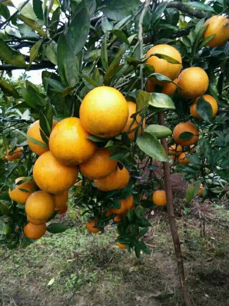 脐橙苗，红心血橙