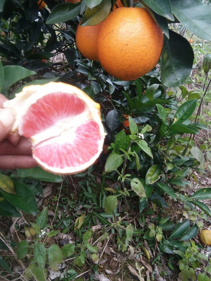 脐橙苗，红心血橙