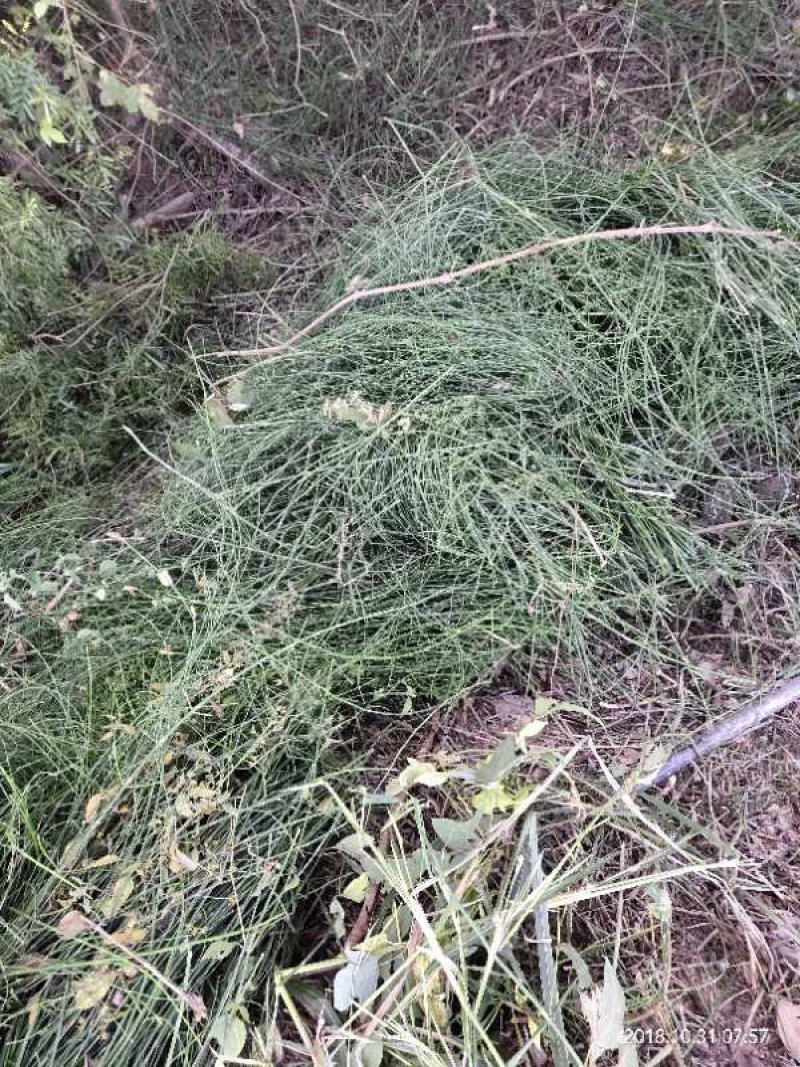 广西木贼草，笔筒草，竹节草，节节草，限量50斤