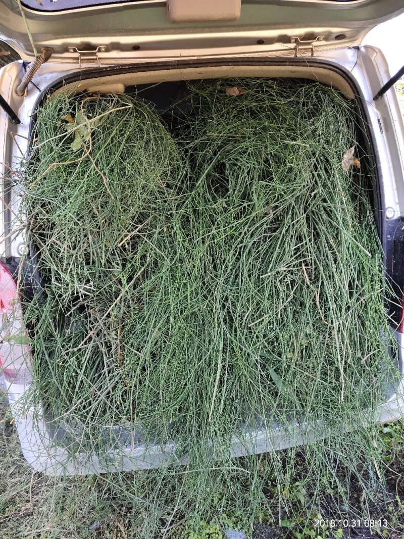 广西木贼草，笔筒草，竹节草，节节草，限量50斤