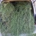 广西木贼草，笔筒草，竹节草，节节草，限量50斤