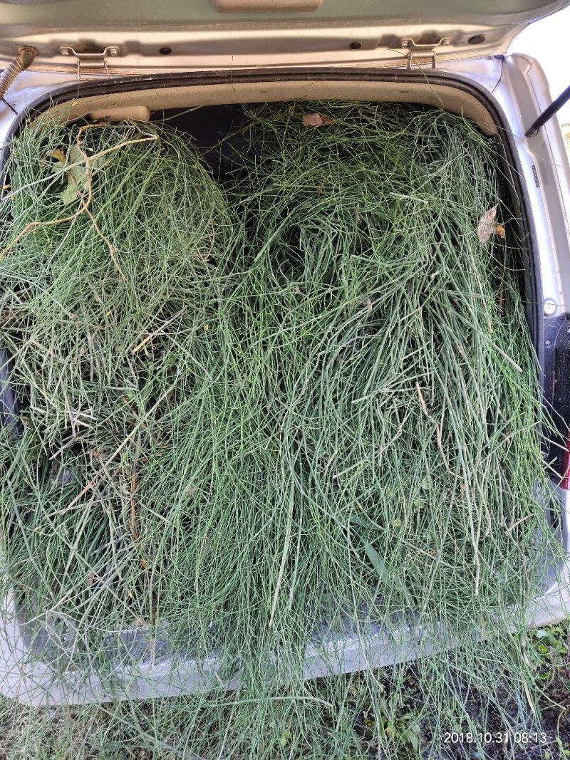 广西木贼草，笔筒草，竹节草，节节草，限量50斤