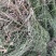 广西木贼草，笔筒草，竹节草，节节草，限量50斤