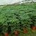 优质单棵，组盆幸福树大量上市